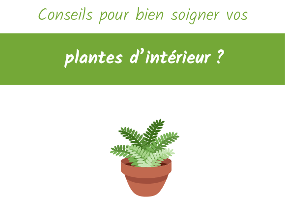 Conseils pour bien soigner vos plantes d’intérieur