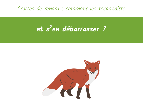 crotte de renard