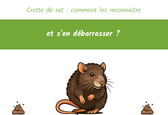 Crotte de rat comment les reconnaitre et s'en débarrasser