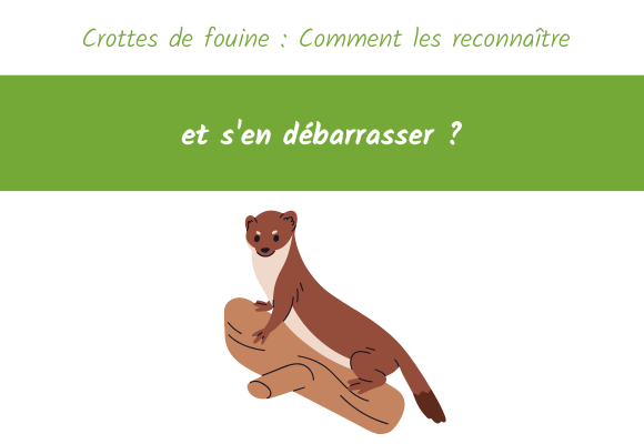 crottes fouine comment reconnaitre debarrasser