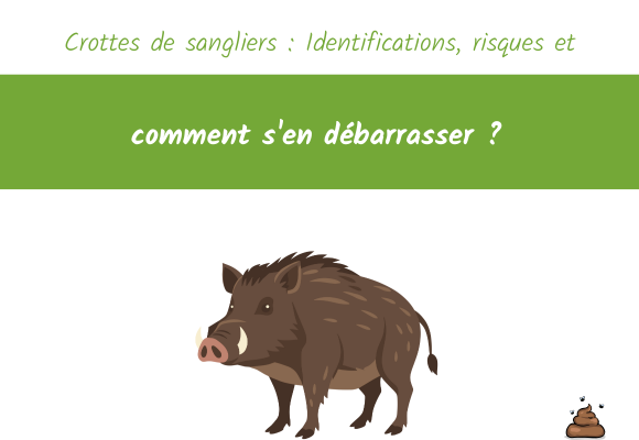 Crottes de sangliers : Identifications risques s'en débarrasser