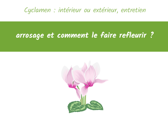 Cyclamen : intérieur ou extérieur, entretien, arrosage et comment le faire refleurir
