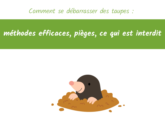 Comment se débarrasser des taupes