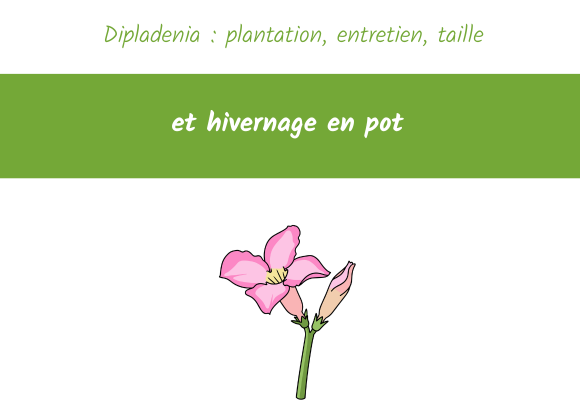 dipladenia plantation entretien taille hivernage pot