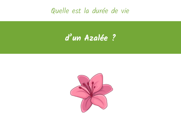 duree de vie azalee