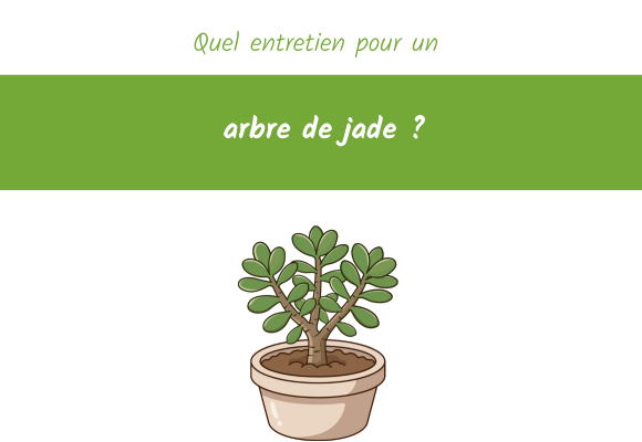 Quel entretien pour un arbre de jade