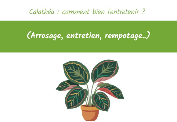 Calathéa comment bien l'entretenir