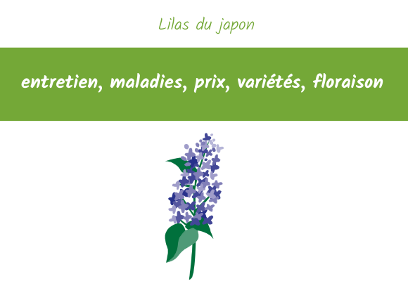 Lilas du japon : entretien, maladies, prix, variétés, floraison
