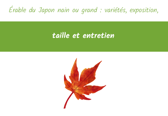Érable du Japon nain ou grand variétés exposition taille et entretien