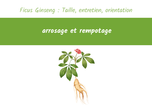 Ficus Ginseng : Taille, entretien, orientation, arrosage et rempotage