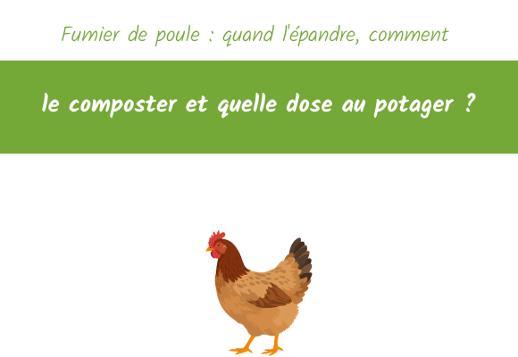 Fumier de poule quand l'épandre, comment le composter et quelle dose au potager