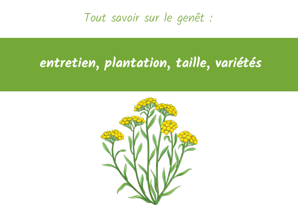 genet entretien plantation taille variete