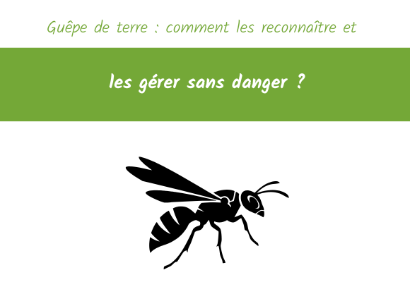 guepe de terre reconnaitre gerer sans danger