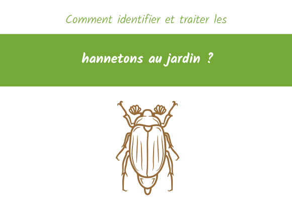 Comment identifier et traiter les hannetons au jardin
