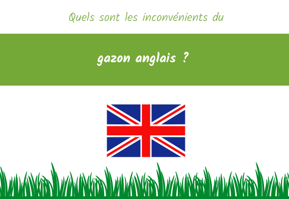 inconvénient gazon anglais