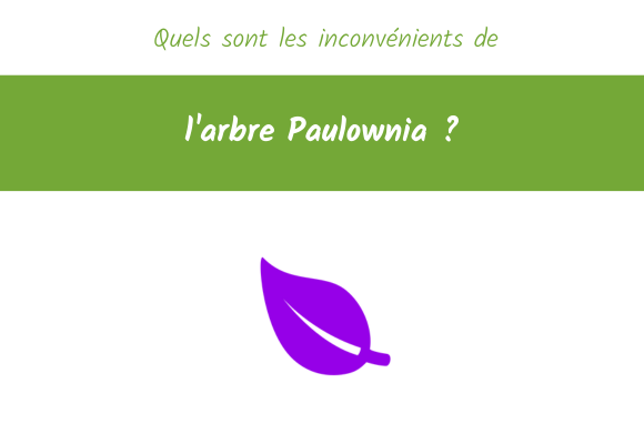 inconvenients-arbre-Paulownia