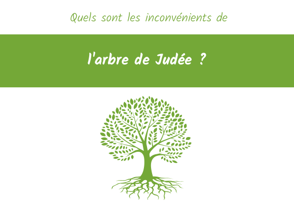 inconvenients arbre judee