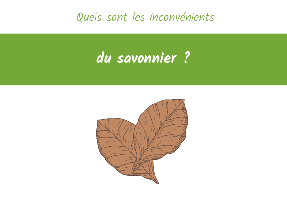 inconvénients savonnier