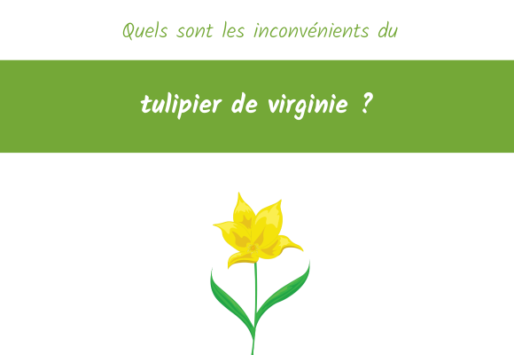 inconvénients tulipier virginie