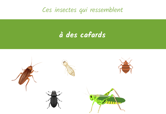 ces insectes qui ressemblent à des cafards