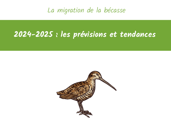 La migration de la bécasse 2024-2025 : les prévisions et tendances