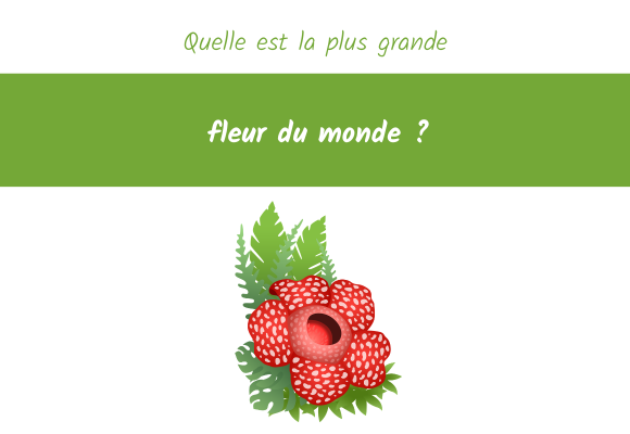 Rafflesia arnoldii la plus grande fleur du monde