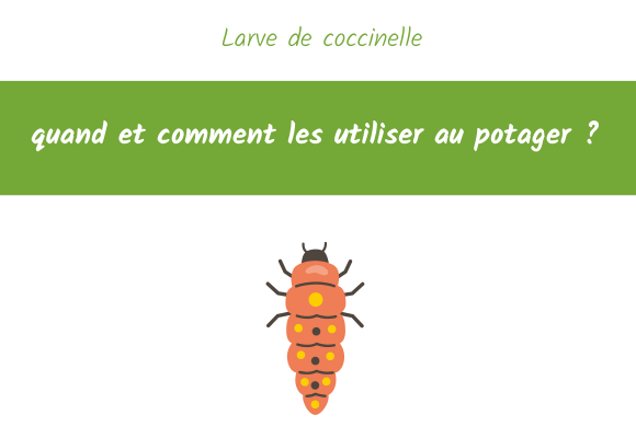 Larve de coccinelle quand et comment les utiliser au potager