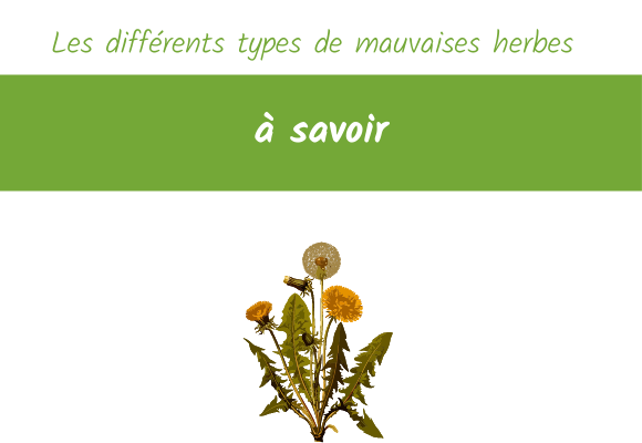 les différents types de mauvaises herbes a savoir