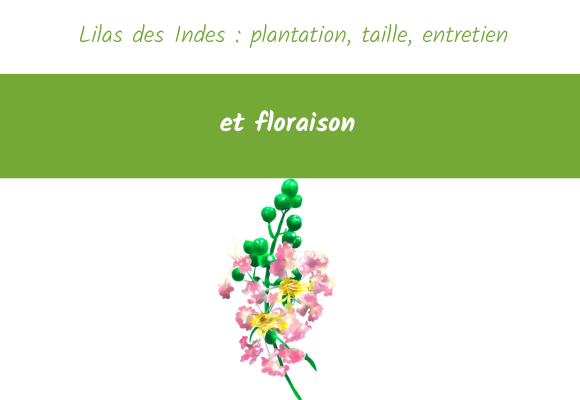 lilas des indes plantation taille entretien floraison