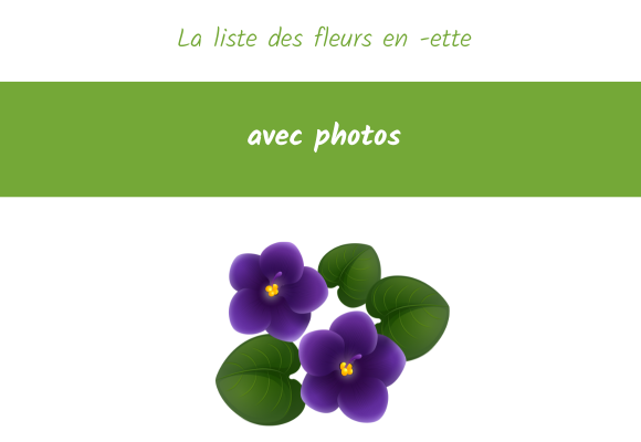 La liste des fleurs en -ette avec photos