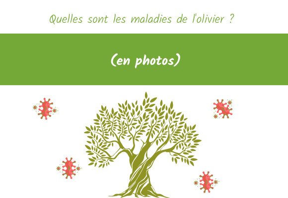 maladies olivier photos