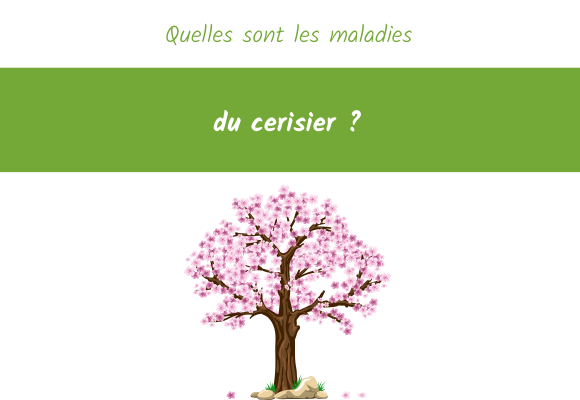 maladies-du-cerisier