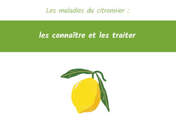 maladies du citronnier