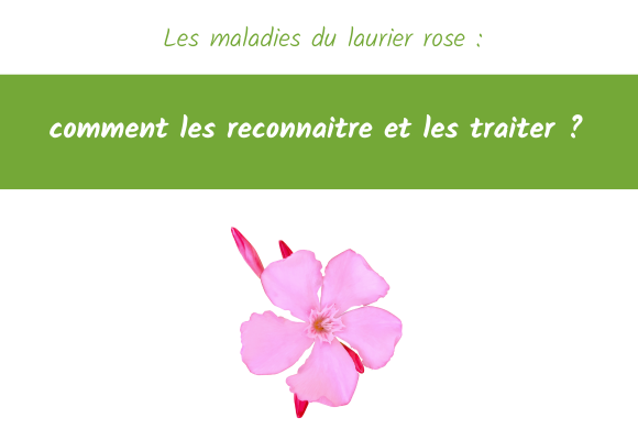 maladies laurier rose