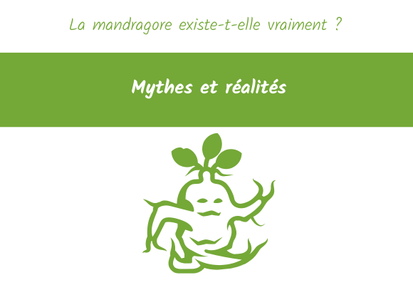 La mandragore existe-t-elle vraiment