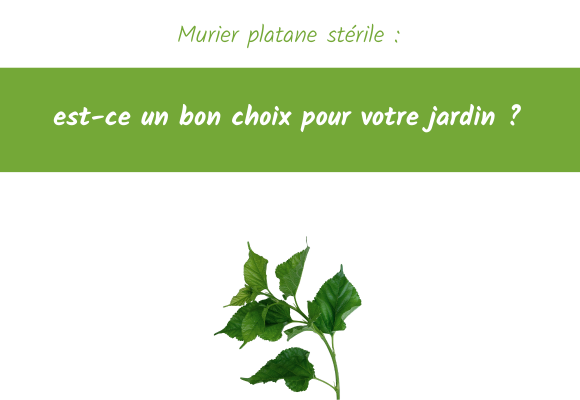 murier-platane-sterile-bon-choix