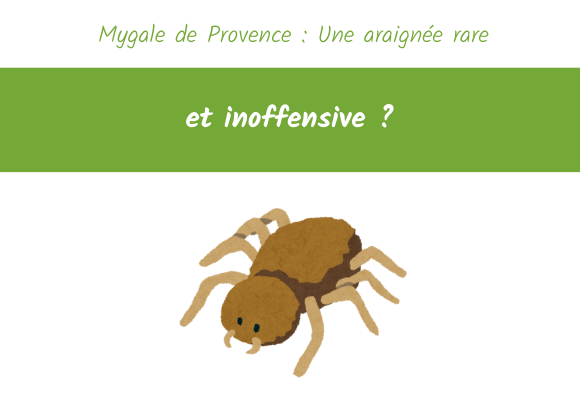 mygale de provence