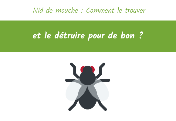 nid de mouche comment trouver et detruire