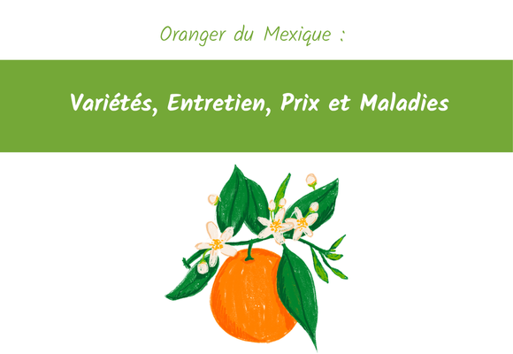 Oranger du Mexique Variétés Entretien Prix et Maladies