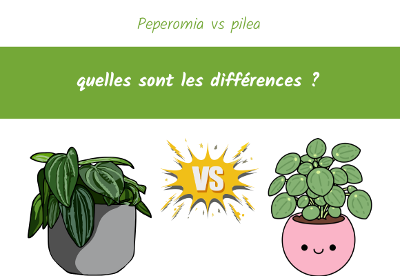 Peperomia vs pilea