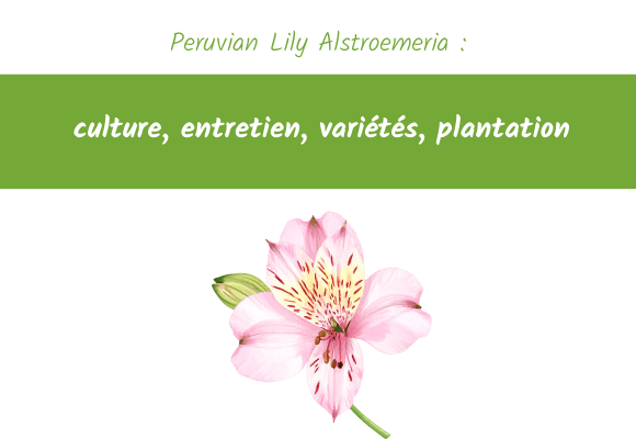 Peruvian Lily Alstroemeria culture entretien variétés plantation