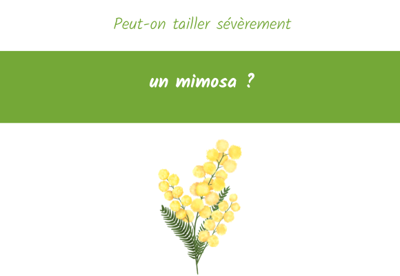 Peut-on tailler sévèrement un mimosa