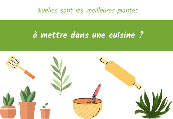 plante-a-mettre-en-deco-cuisine