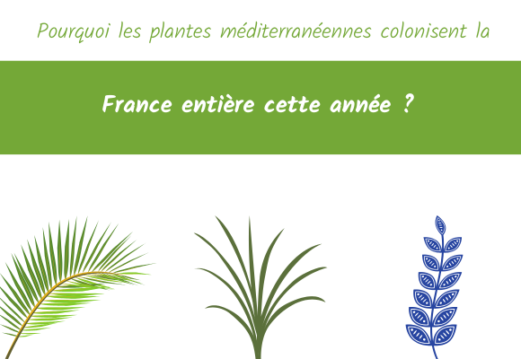 plante méditerranéennes colonisent france
