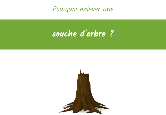 pourquoi enlever une souche d'arbre