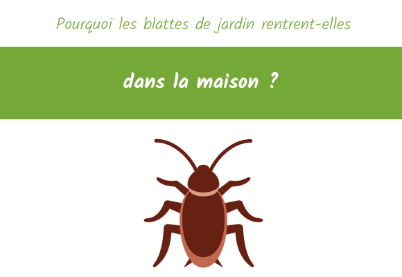 pourquoi les blattes rentrent dans la maison ?
