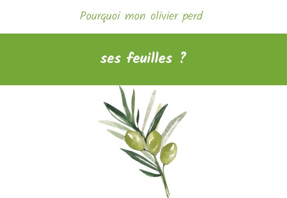 pourquoi olivier perd ses feuilles ?