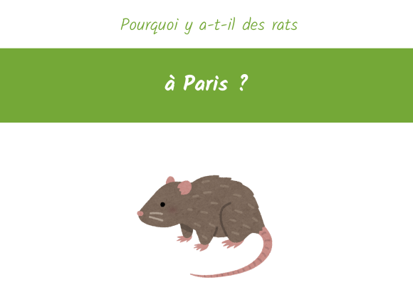pourquoi y a t-il des rats à Paris ?