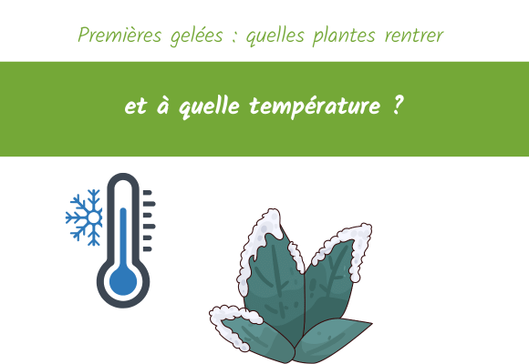 Premières gelées quelles plantes rentrer, à partir de quelle température, et quoi faire avant la nuit de gel