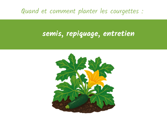 Quand et comment planter les courgettes
